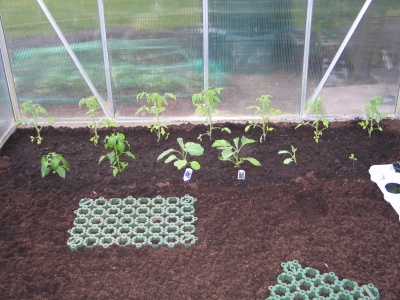 greenhouse 4